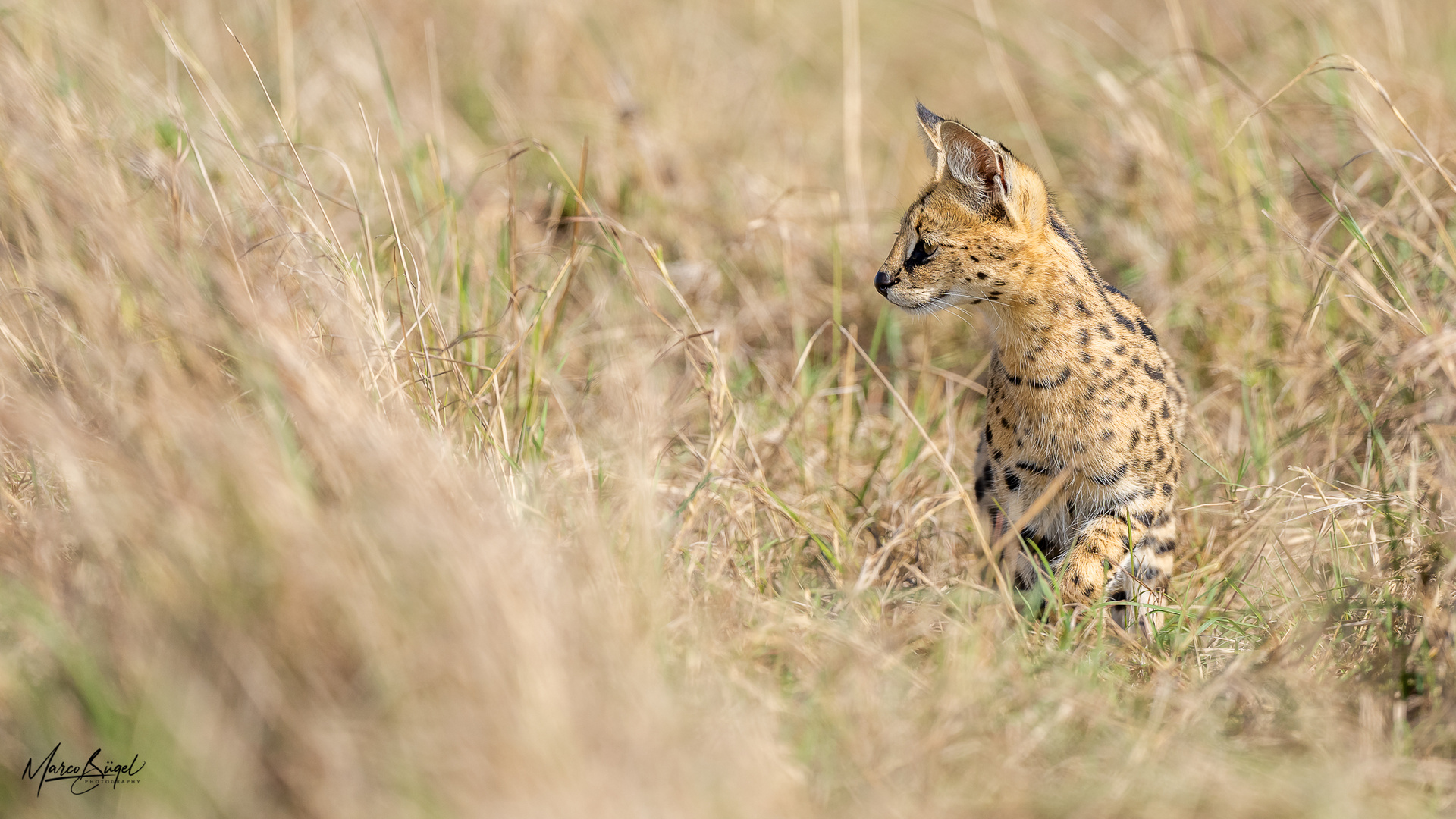 Serval auf der Jagd