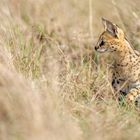 Serval auf der Jagd