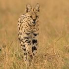 Serval auf der Jagd