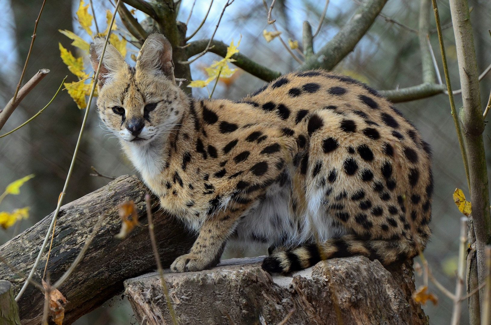 Serval auf der Lauer