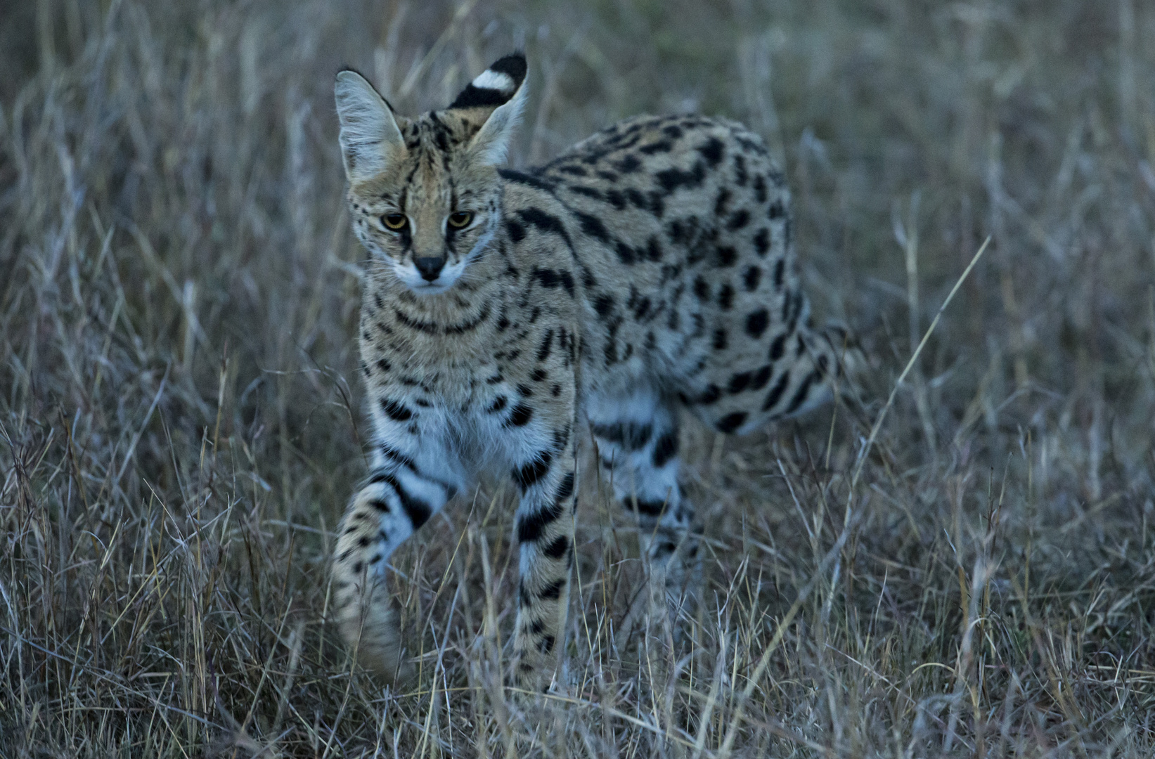 Serval auf Jagd