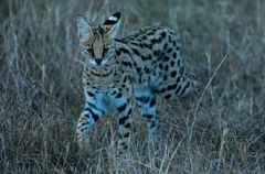 Serval auf Jagd