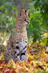 Serval