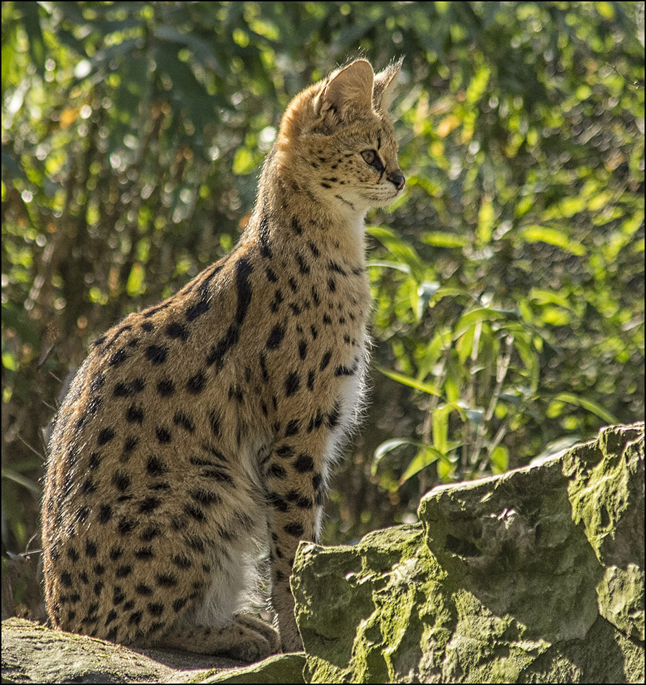 Serval..