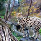 Serval