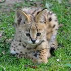 Serval Baby