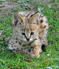 Serval Baby