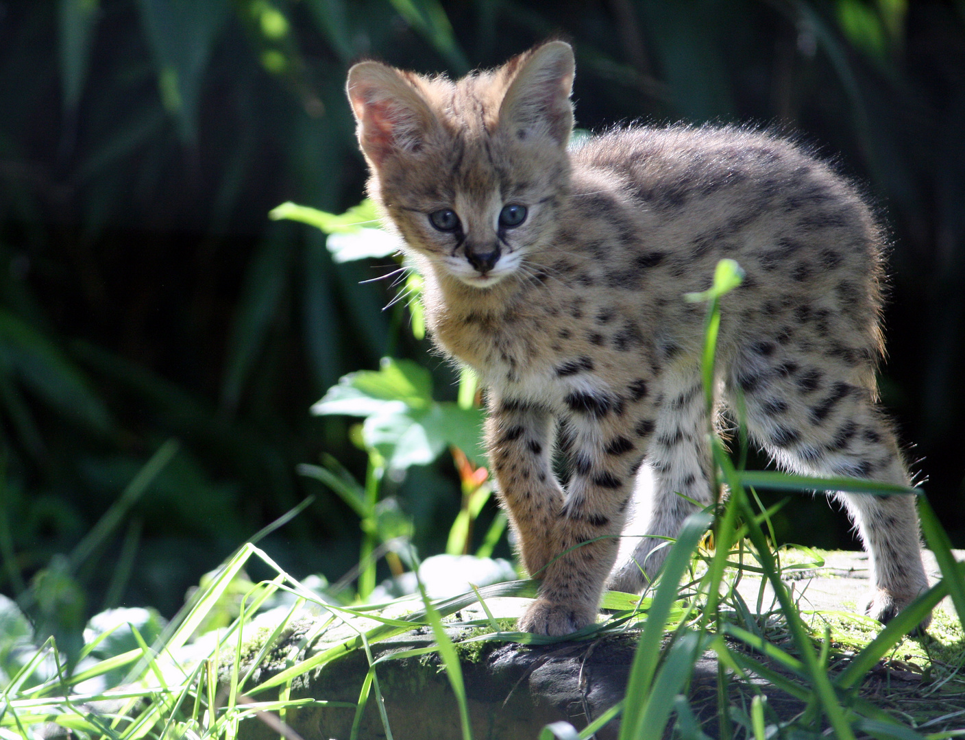 Serval-Baby