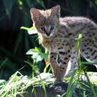 Serval-Baby