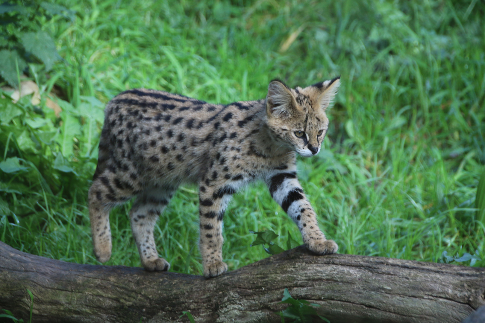 Serval-Baby im Zoo Osnabrück