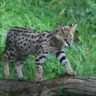 Serval-Baby im Zoo Osnabrück