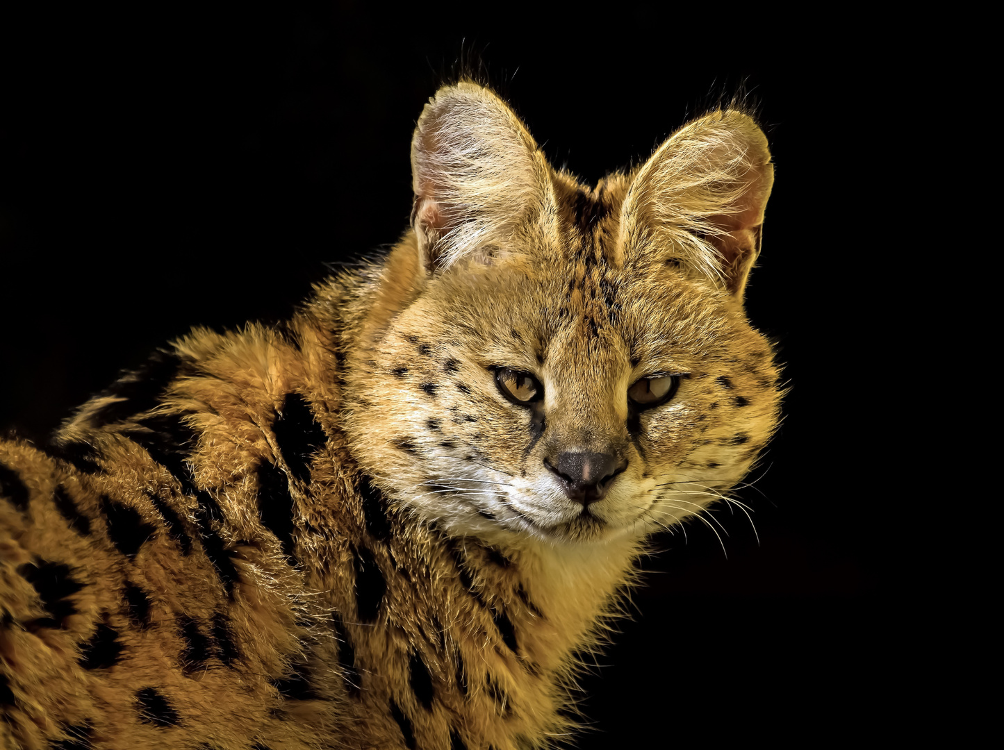 Serval