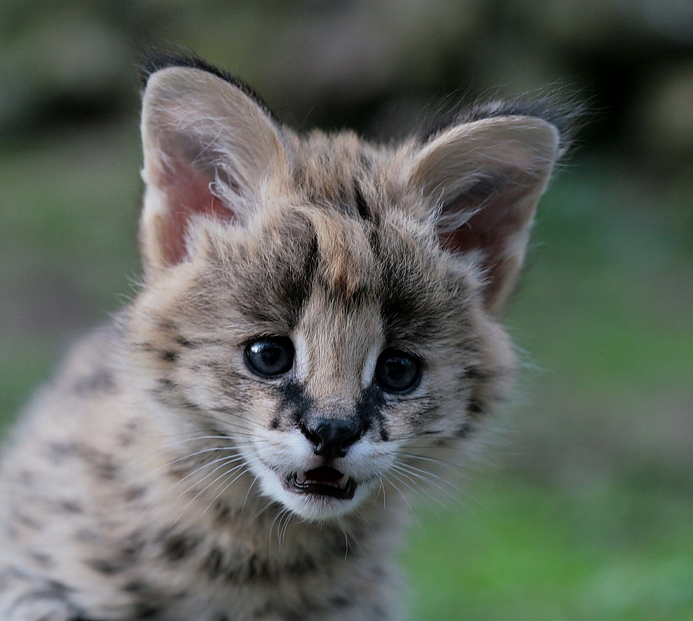 serval