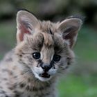 serval