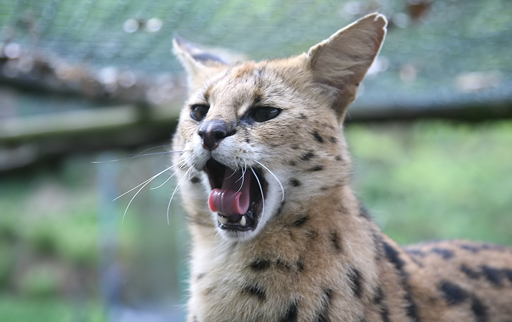 serval