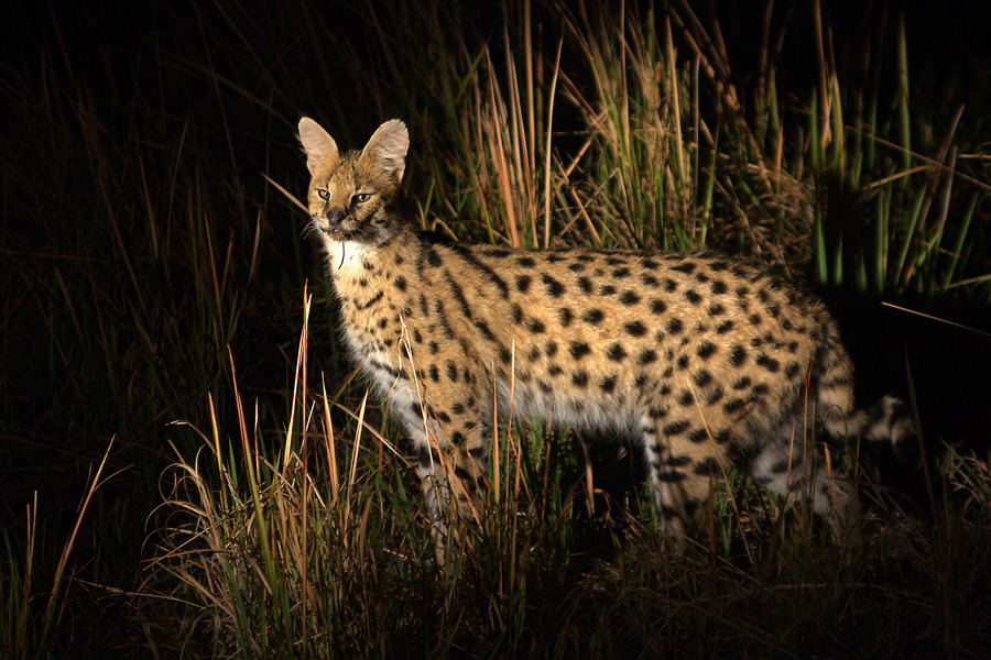 Serval bei Nacht