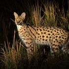 Serval bei Nacht