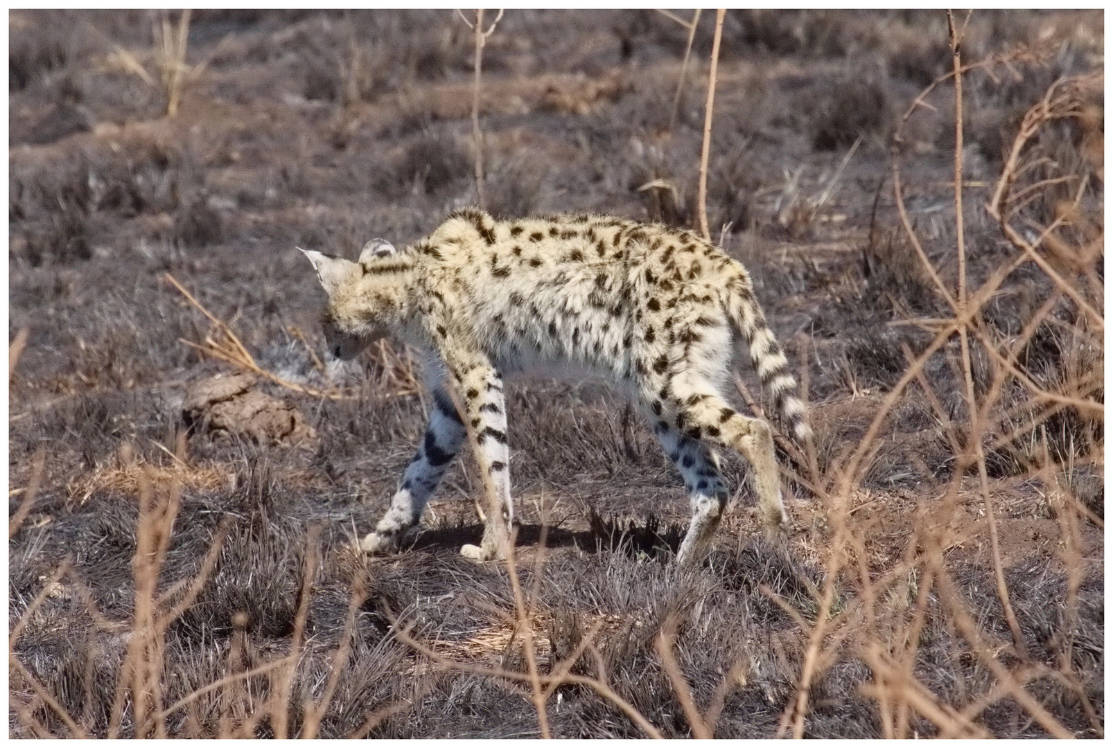 Serval beim vorsichtigen Rückzug