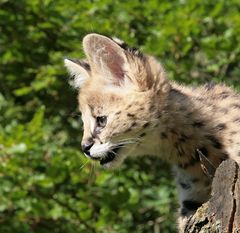 serval  beute im blick