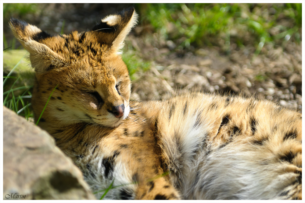 Serval