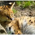 Serval