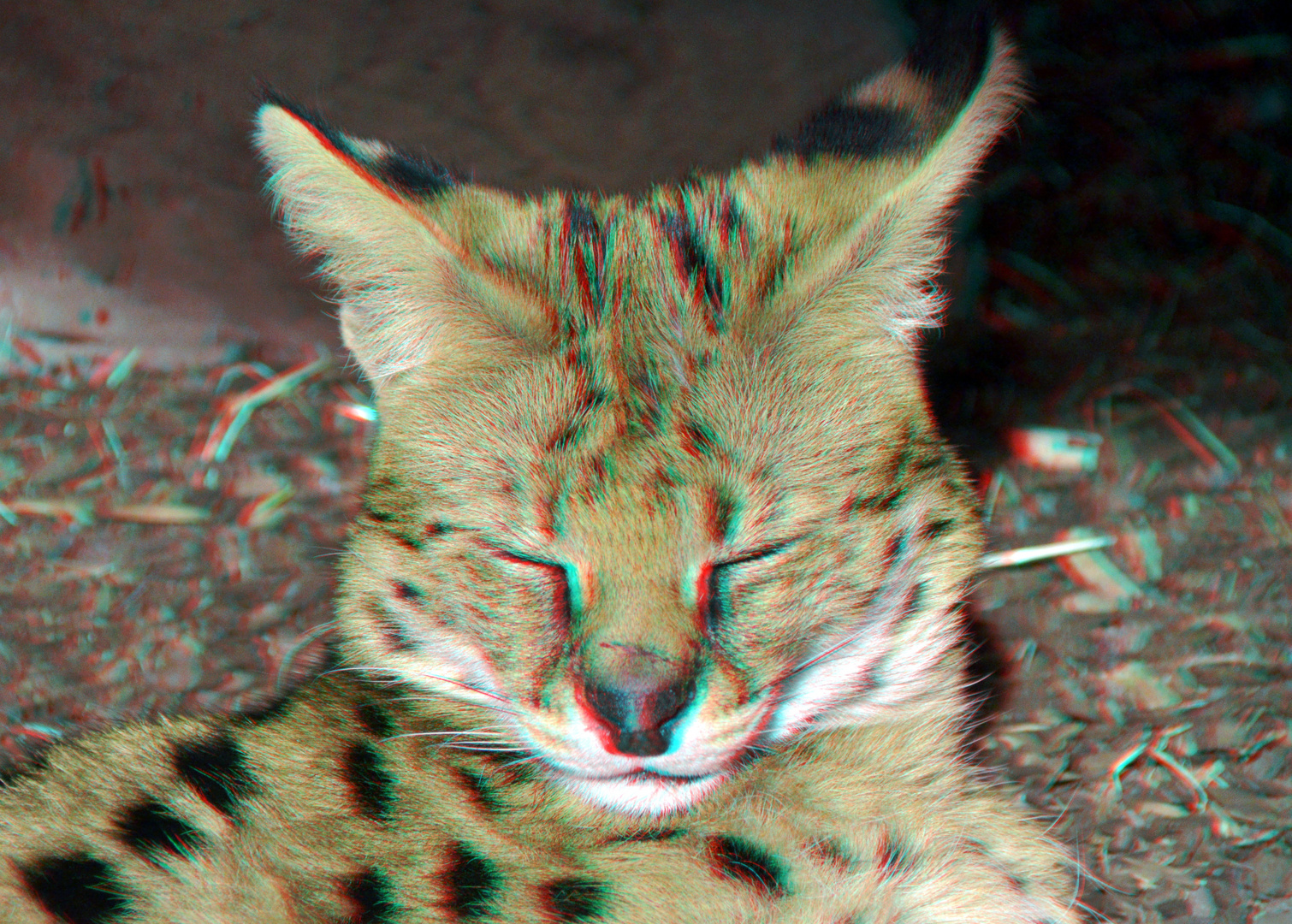 Serval Blijdorp Zoo Rotterdam 3D