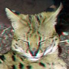 Serval Blijdorp Zoo Rotterdam 3D