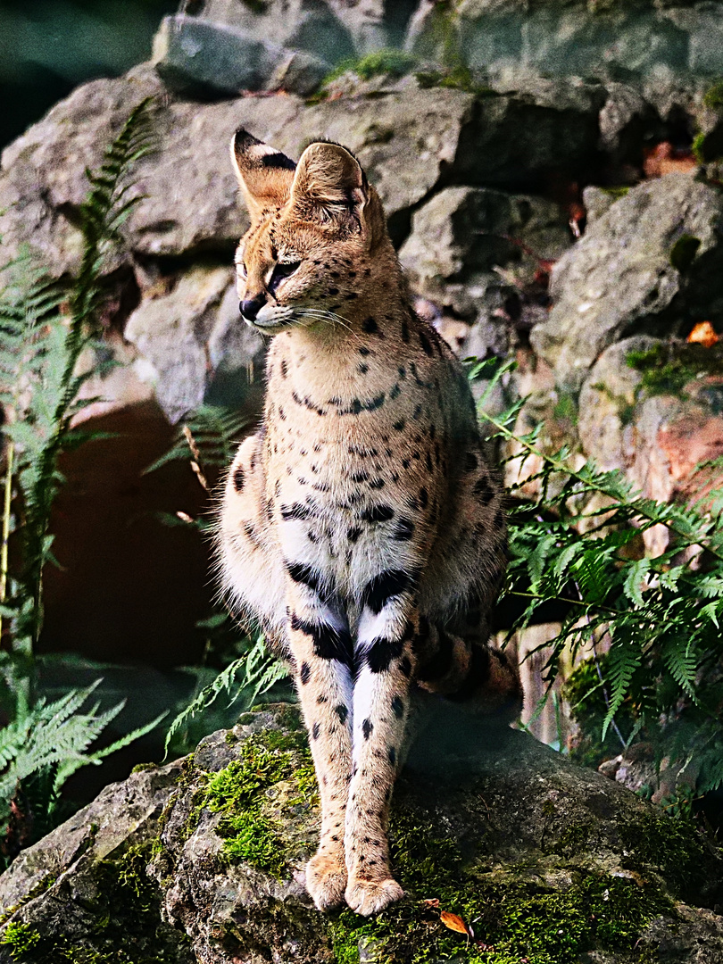 Serval