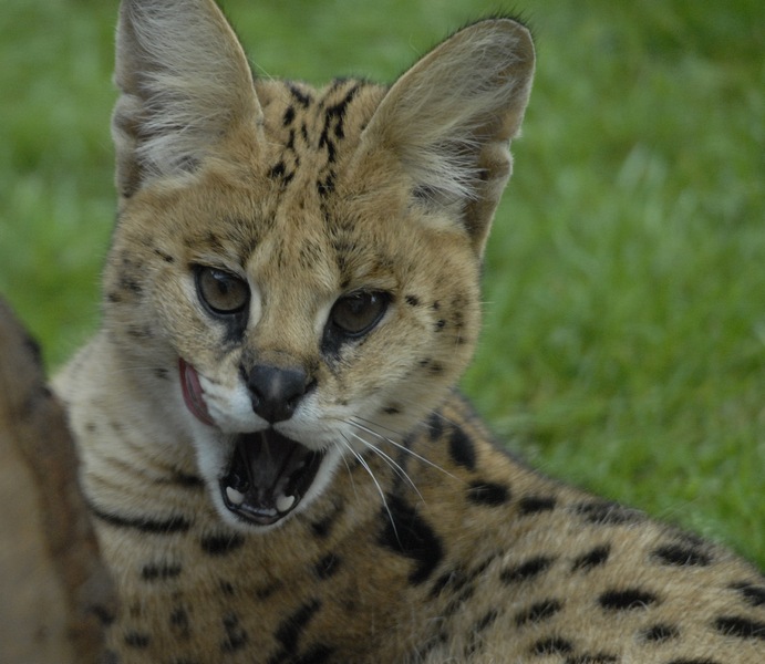 Serval