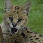 Serval