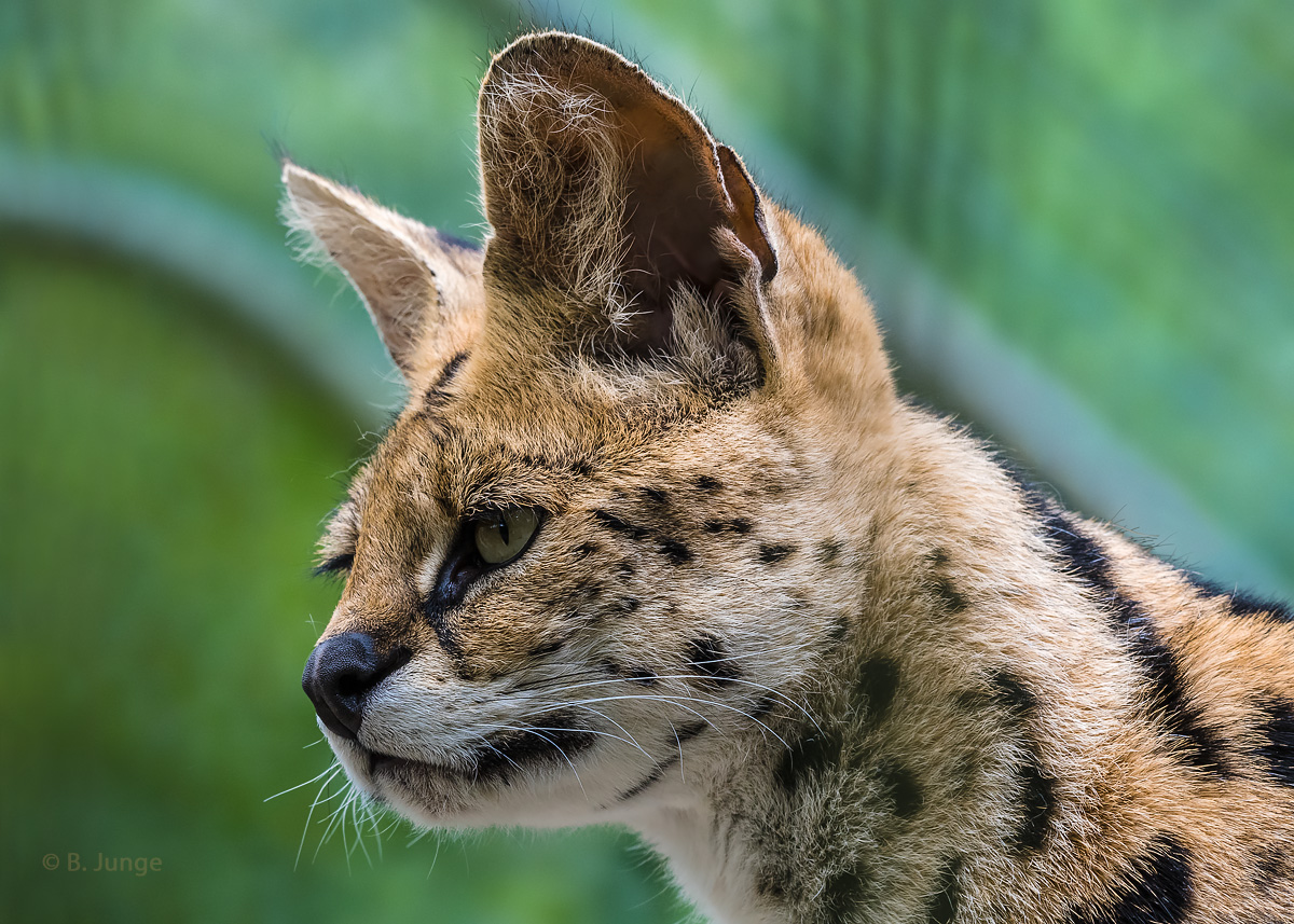 Serval