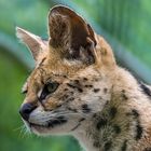 Serval