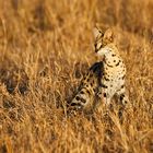 Serval Cat