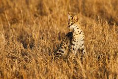 Serval Cat