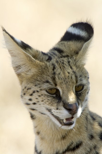 Serval Cat