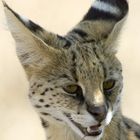 Serval Cat