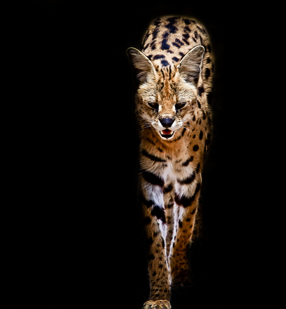 Serval cat from Ngorongoro Crater, quite rarely seen