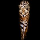 Serval cat from Ngorongoro Crater, quite rarely seen