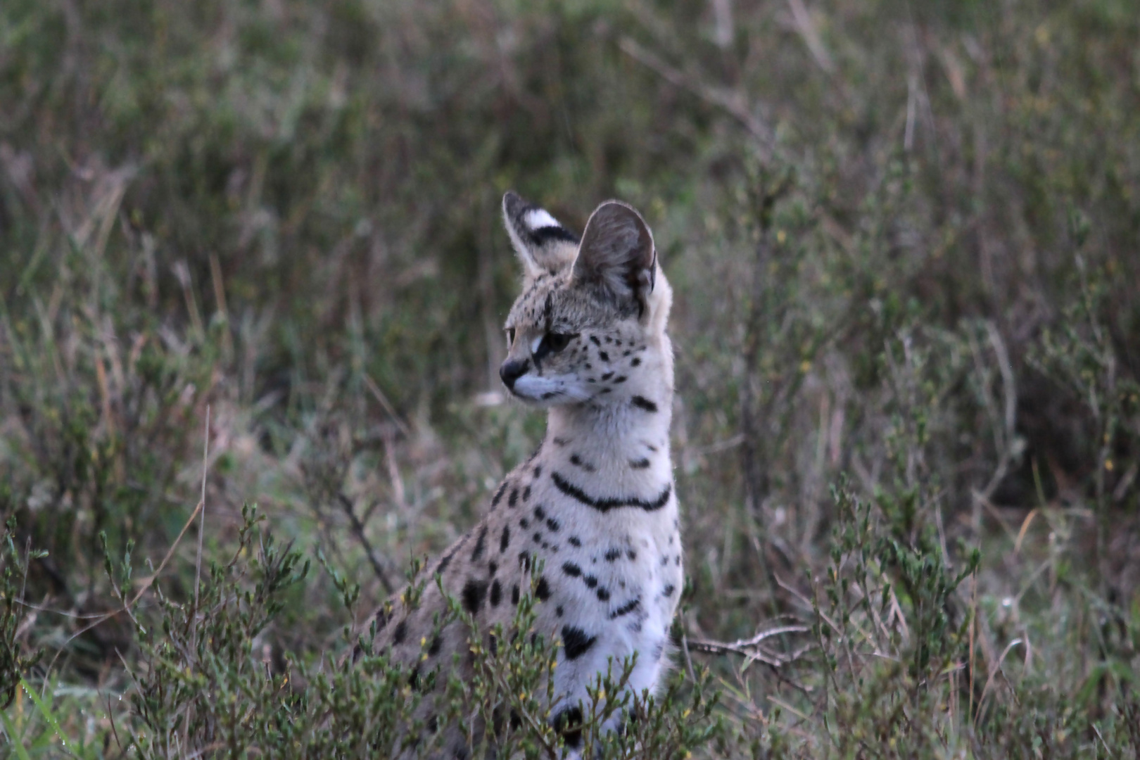 Serval