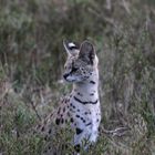 Serval