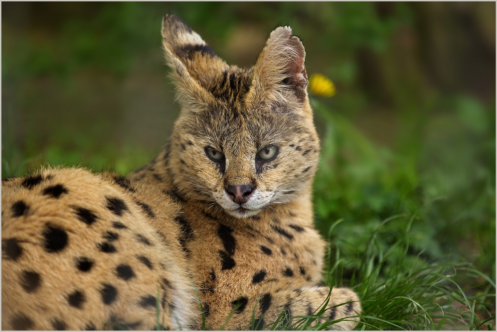 Serval