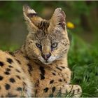 Serval