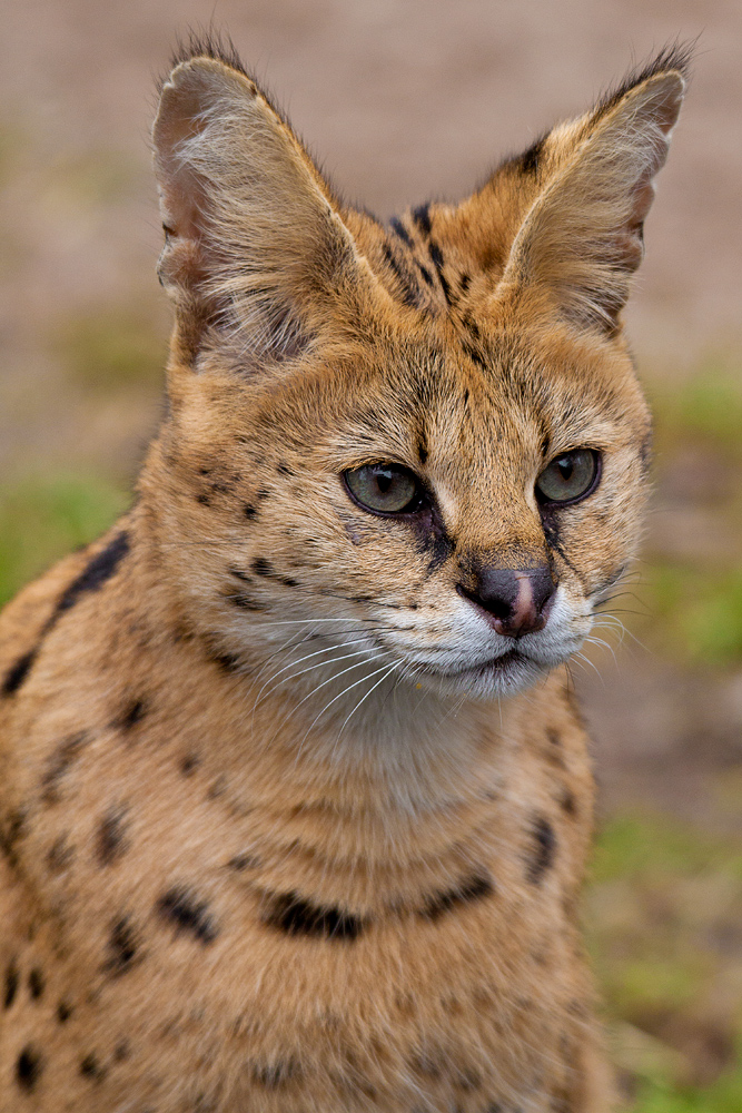 Serval