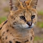 Serval