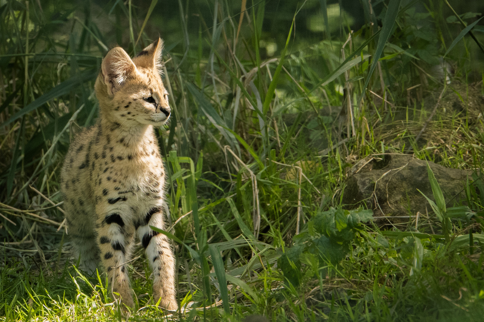 Serval