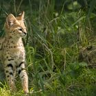 Serval