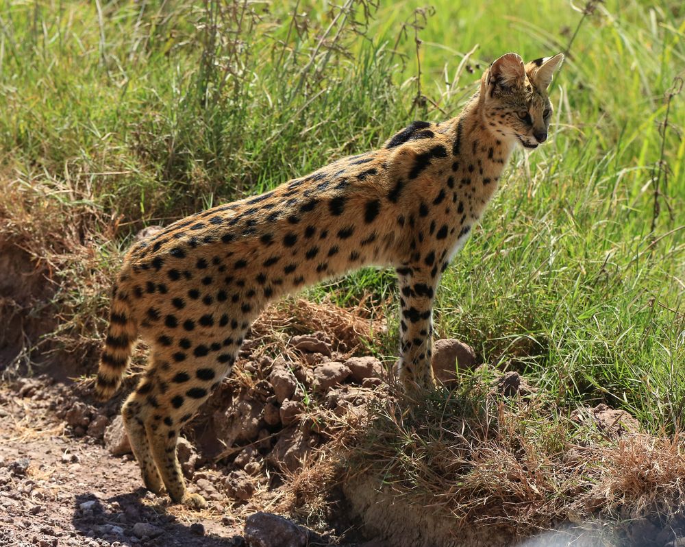 Serval