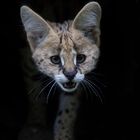 serval chaka