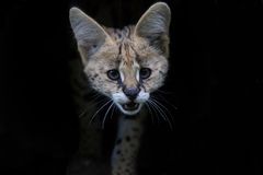 serval chaka