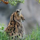 Serval